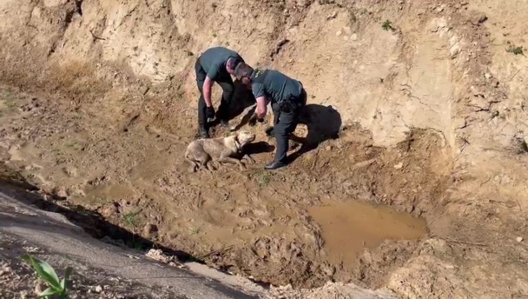 <strong>Rescatan a un perro que quedó atrapado en el lodazal de un canal en Cartaya</strong>