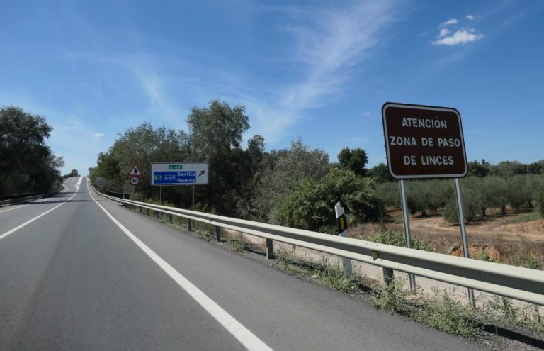 <strong>Mueren dos linces este martes atropellados en carreteras del entorno de Doñana</strong>