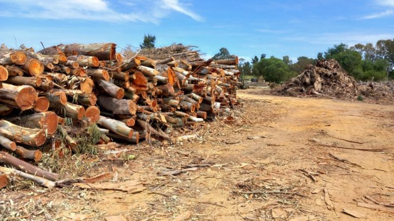 Denuncian una «tala masiva» de árboles en Ayamonte