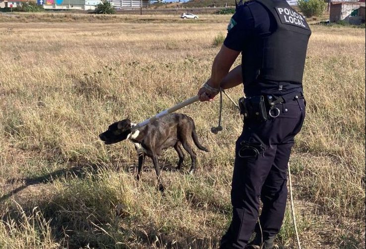 <strong>Un perro peligroso y abandonado muerde y ocasiona heridas a dos personas en Lepe</strong>