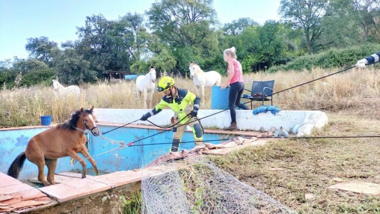 Rescatan en Castaño del Robledo a un potro que cayó a una piscina donde intentó beber