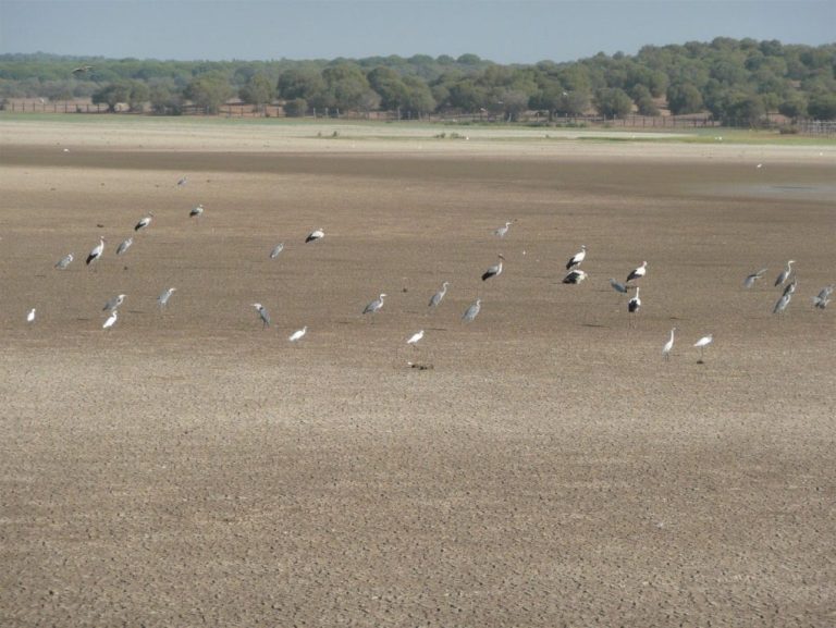 <strong>Parlamentarios alemanes visitan Doñana esta semana para comprobar la falta de agua en el Parque</strong>