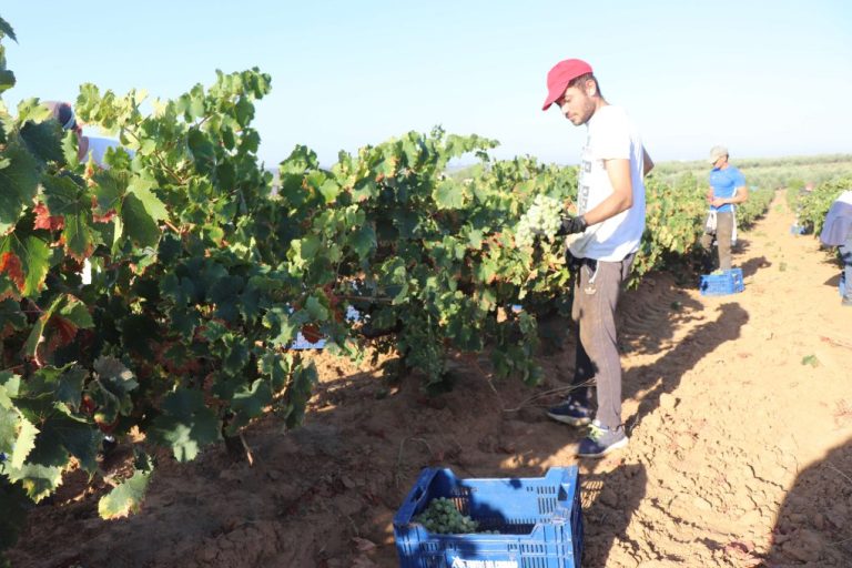 La D.O.P. ‘Condado de Huelva’ adelanta la vendimia de las variedades minoritarias ante las altas temperaturas y sequía