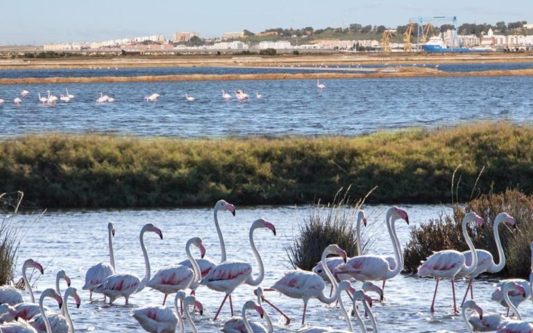 Puerto de Huelva celebra la II Jornada de Sostenibilidad Ambiental y Gestión Portuaria