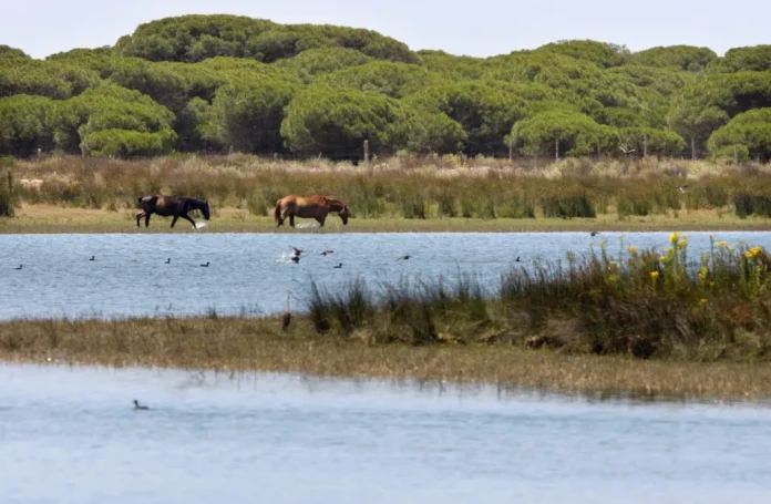 Unesco manifiesta su preocupación por la sobreexplotación de algunas masas de agua de Doñana y exige a España que ponga en marcha recomendaciones de 2020