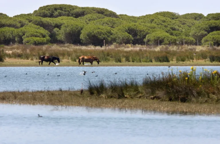 Unesco manifiesta su preocupación por la sobreexplotación de algunas masas de agua de Doñana y exige a España que ponga en marcha recomendaciones de 2020