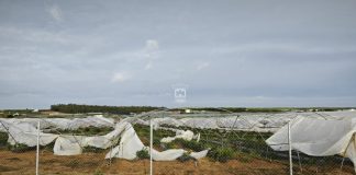 El Ayuntamiento de Cartaya y los agricultores, reclaman ayudas urgentes para el sector, que declara “la ruina total” de un gran número de explotaciones agrícolas temporal en Cartaya
