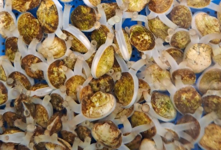 El Ifapa logra en Cartaya un récord en obtención de puestas naturales de almeja fina a partir de reproductores cultivados