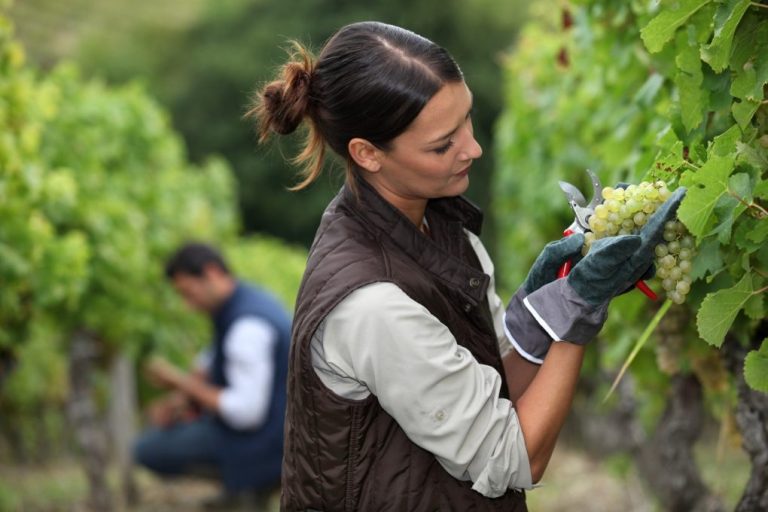 La Junta lanza de ayudas por 130 millones para incentivar el relevo generacional en el sector agrícola y ganadero