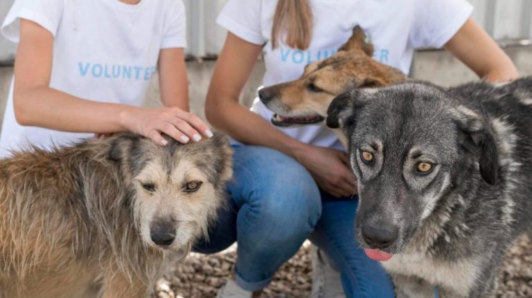 El Ayuntamiento pide voluntarios para la acogida temporal de perros durante las obras del Centro Municipal de Animales