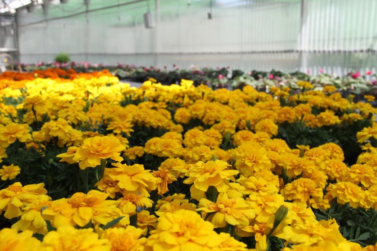 La Diputación de Huelva ofrece 18.000 plantas de temporada a los municipios de la provincia de forma gratuita