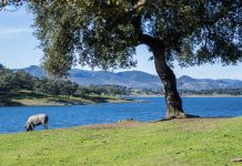 La Diputación de Huelva lidera el proyecto ConDEHESA para la conservación y recuperación sostenible de encinas y alcornoques de España y Portugal