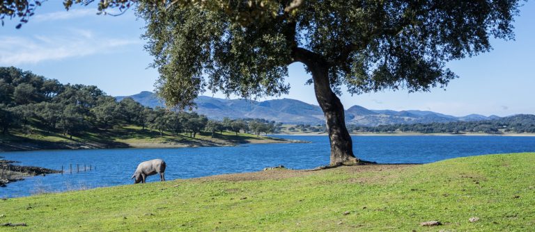 La Diputación de Huelva lidera el proyecto ConDEHESA para la conservación y recuperación sostenible de encinas y alcornoques de España y Portugal
