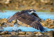 Las Marismas del Odiel, Santuario del Águila Pescadora en España con un Hito Reproductor en 2025 Águila pescadora