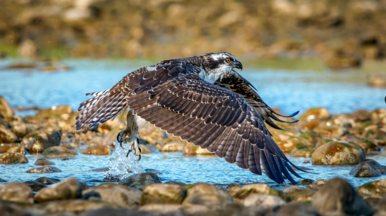 Las Marismas del Odiel, Santuario del Águila Pescadora en España con un Hito Reproductor en 2025