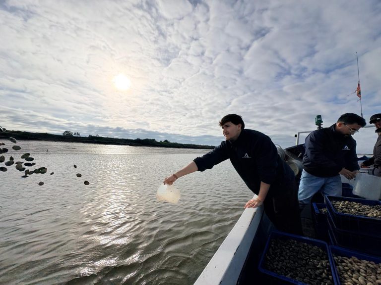 Liberadas 85.000 almejas finas en el río Piedras para recuperar los bancos naturales y favorecer la acuicultura