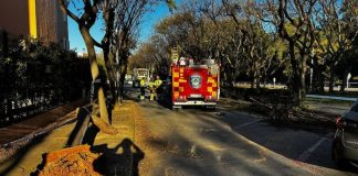 Cae un árbol sobre el camión de la basura en Islantilla árbol en Islantilla