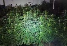 Detienen a un hombre tras intervenir 1.800 plantas de marihuana en un inmueble ocupado de Cartaya