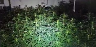 Detienen a un hombre tras intervenir 1.800 plantas de marihuana en un inmueble ocupado de Cartaya