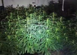 Detienen a un hombre tras intervenir 1.800 plantas de marihuana en un inmueble ocupado de Cartaya