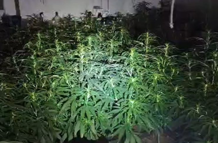 Detienen a un hombre tras intervenir 1.800 plantas de marihuana en un inmueble ocupado de Cartaya