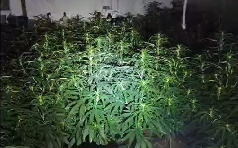 Detienen a un hombre tras intervenir 1.800 plantas de marihuana en un inmueble ocupado de Cartaya
