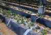 La CR Palos impulsa SmartPalos para avanzar en un fertirriego inteligente Plantas de fresa