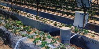 La CR Palos impulsa SmartPalos para avanzar en un fertirriego inteligente Plantas de fresa