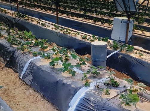 Plantas de fresa