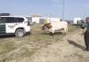 La Guardia Civil logra controlar a dos bueyes desbocados en El Rocío bueyes