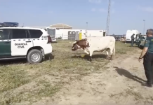 La Guardia Civil logra controlar a dos bueyes desbocados en El Rocío bueyes