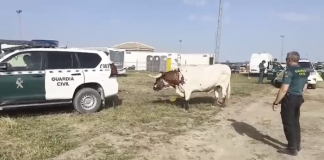 La Guardia Civil logra controlar a dos bueyes desbocados en El Rocío bueyes