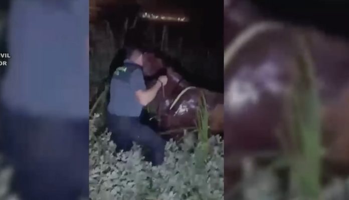 caballo lodazal