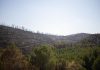 La Junta trabaja para declarar ‘desastre natural’ en las áreas afectadas por el incendio de Niebla