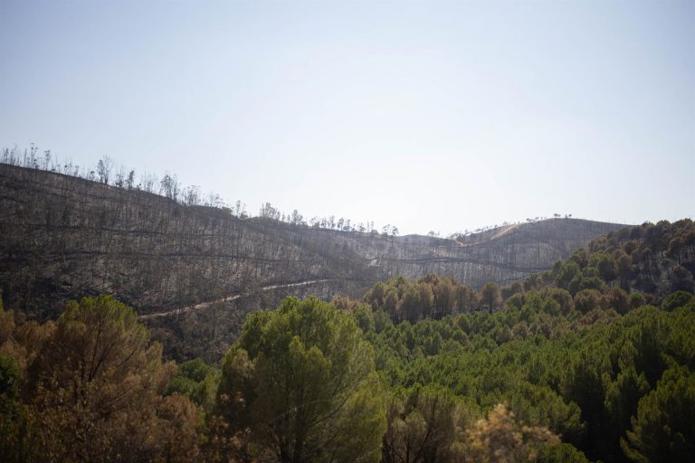 La Junta trabaja para declarar ‘desastre natural’ en las áreas afectadas por el incendio de Niebla