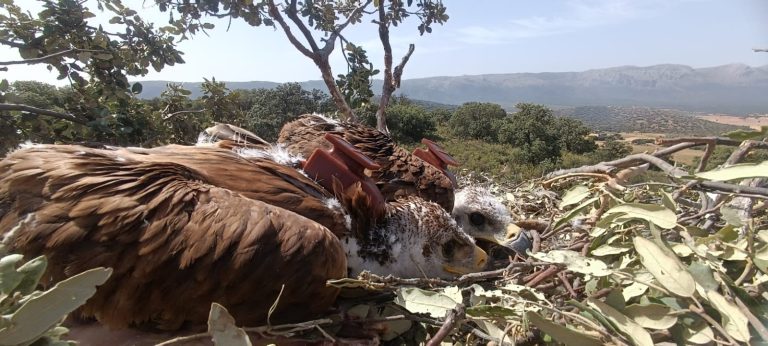 El seguimiento del águila imperial mediante GPS permite localizar focos de virus del Nilo